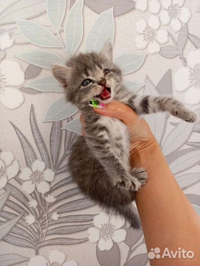 Кошка в дар бесплатно