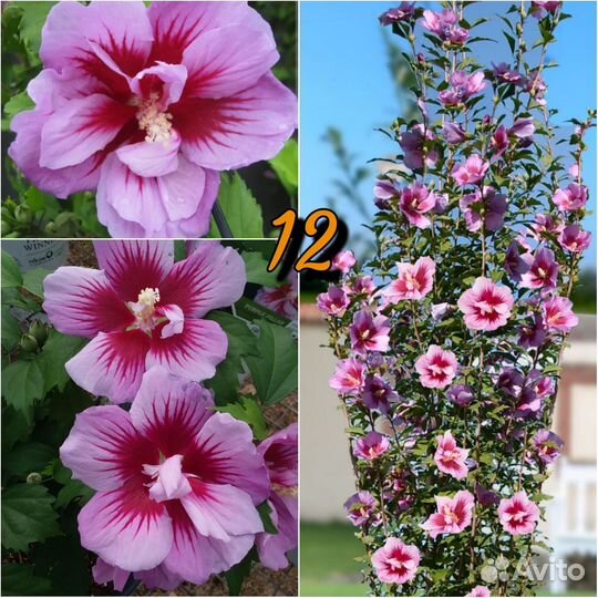 Гибискус сирийский