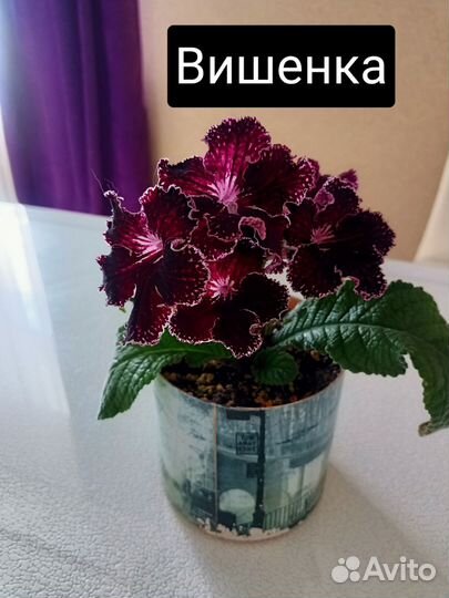 Стрептокарпусы