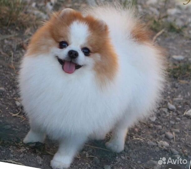 Померанский шпиц