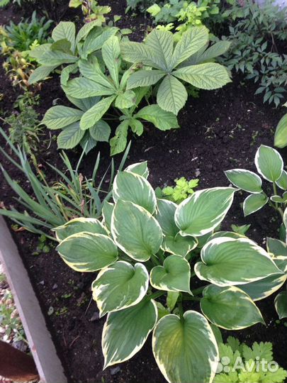 Хоста 7 сортов