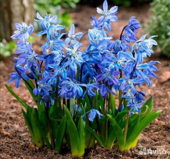 Первоцветы микс садовые