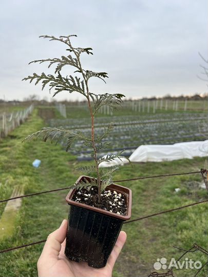 Туя западная Брабант