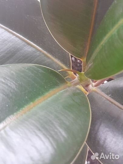 Фикус каучуконосный