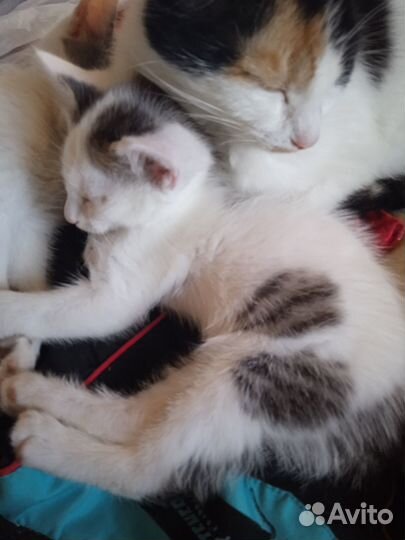 Бодрые котята в добрые руки