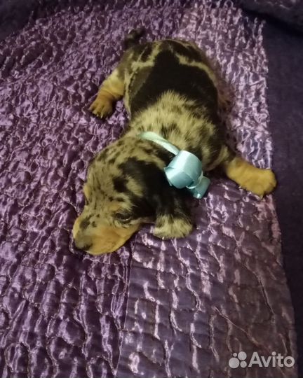 Кроличья такса