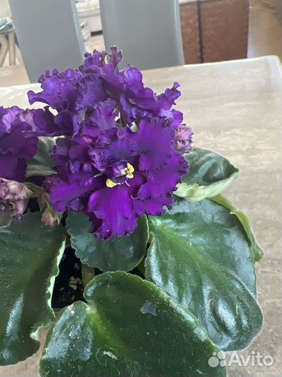 Фиалка сортовая Дикая Орхидея