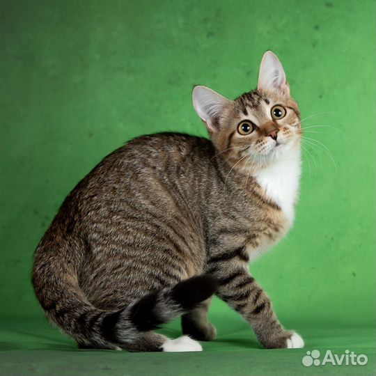 Очень красивая девочка котенок