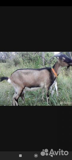 Козы дойные