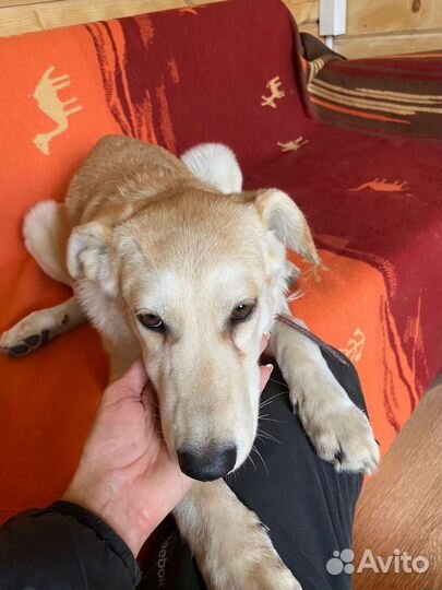 Собака в добрые руки