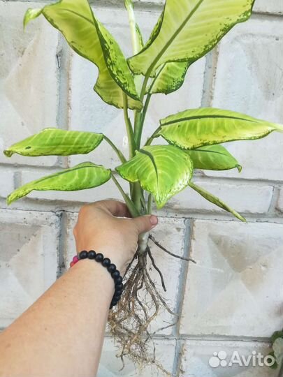 Диффенбахия Камилла