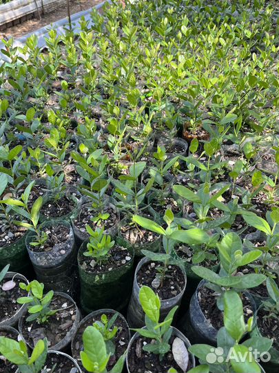 Саженцы фейхоа