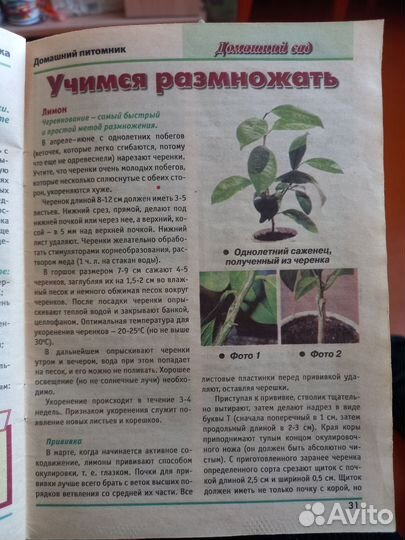 Лимонное дерево