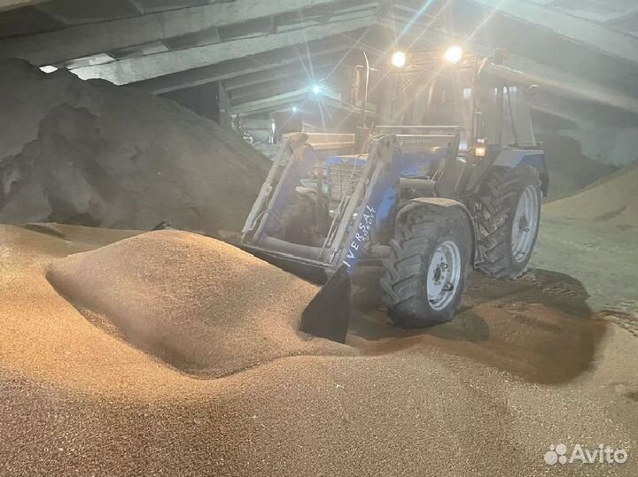 Зерно пшеница