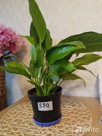 Комнатные растения