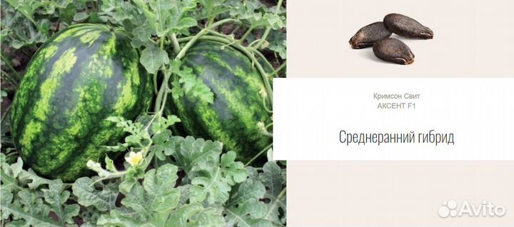 Семена Арбуз Аксент F1