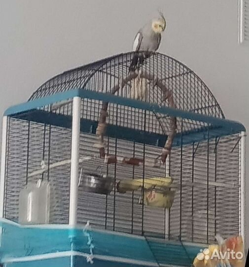 Корелла с клеткой