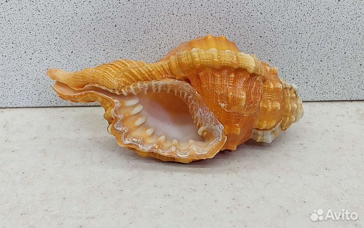 Циматиум Пурам 10,7 морская ракушка раковина