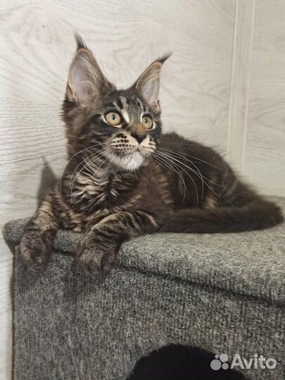 Котенок мейн-кун