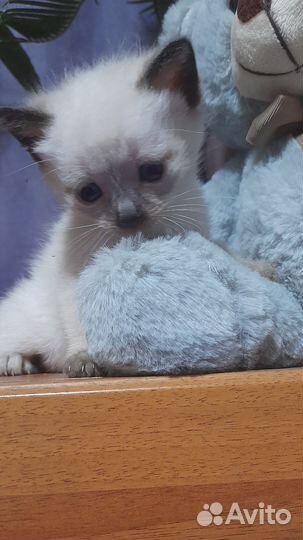 Котята Тайские