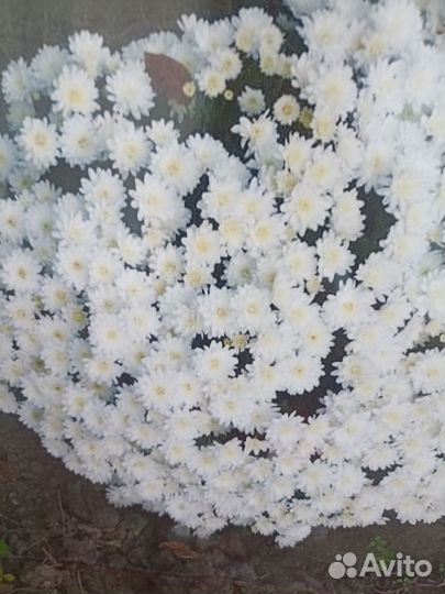 Хризантемы мультифлора рассада