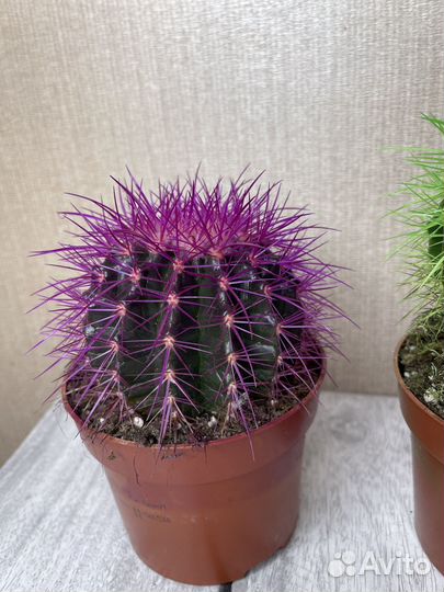 Кактус эхинокактус комнатные цветы