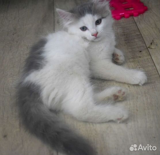 Отдам кошечку