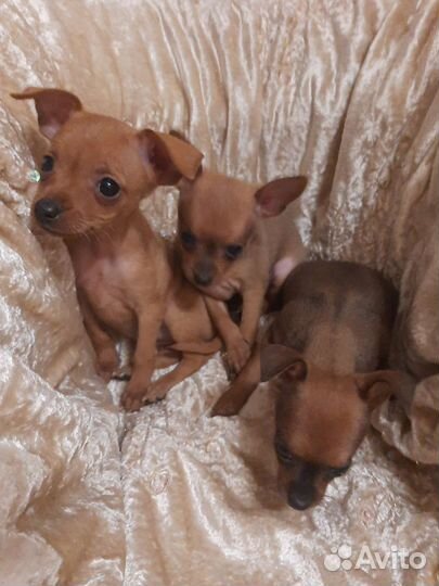 Мини той-терьер