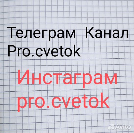 Эпипремнум Годзилла вариегатная