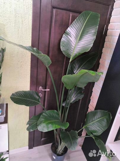 Стрелиция Николая 3 в 1, 24/190