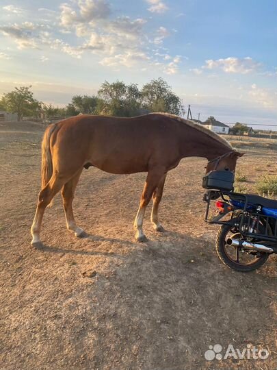 Продам лошадь