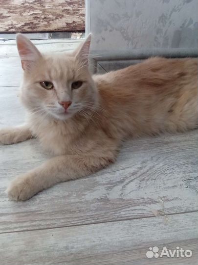 Отдам бесплатно