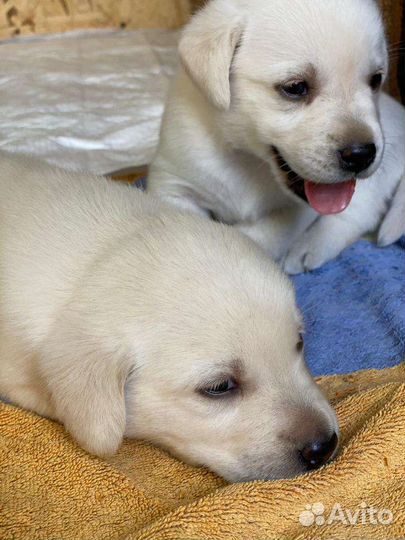 Щенки лабрадора