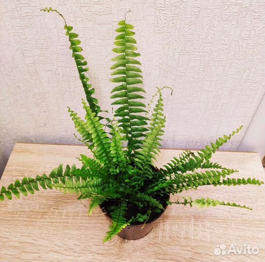 Папоротник нефролепис Грин Леди