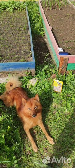 Ищем девочку для вязки