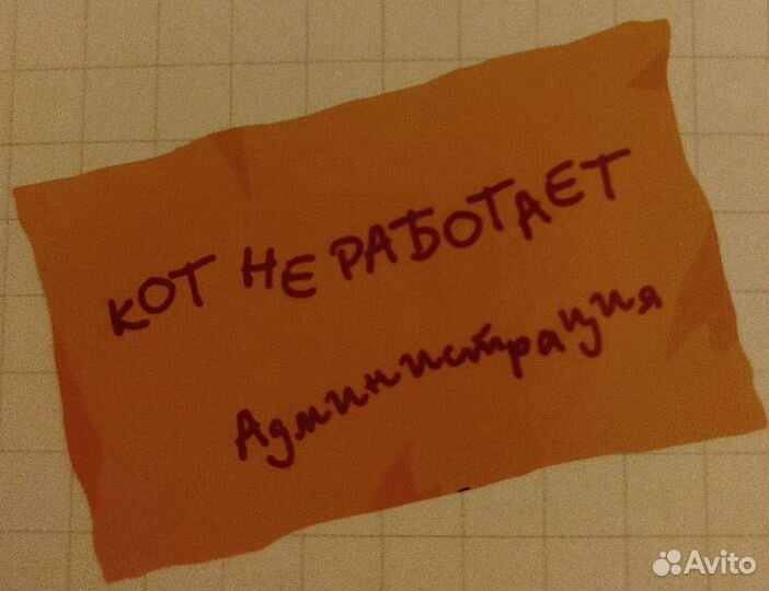 Котята для удаленщиков и фриланс