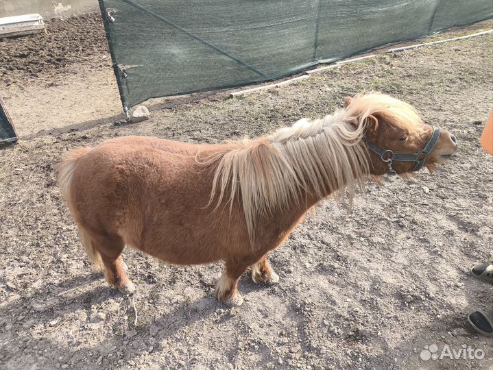 Пони тоже кони