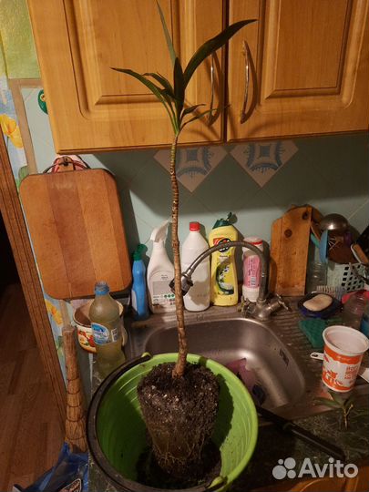 Пальма кордилина