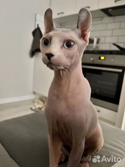 Сфинкс эльф вязка