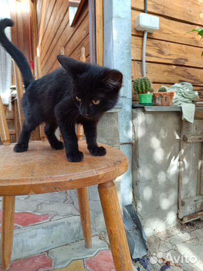 Котенок ищет дом