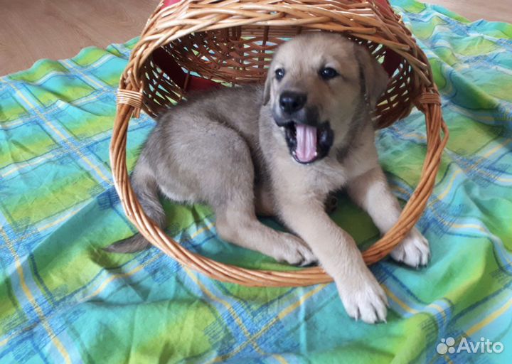 Щенок в дар