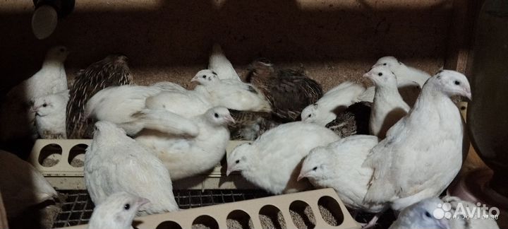 Перепела живые продажа