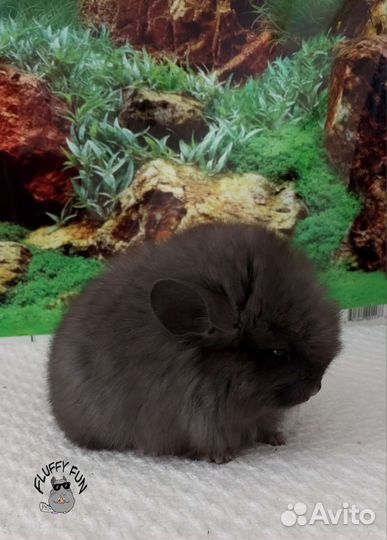 Шиншилла мальчик Лео Персидская Королевская Ангора