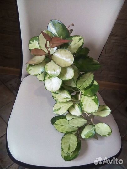 Хойя аустралис лиза