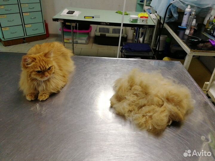 Груминг кошек и чистка зубов собакам