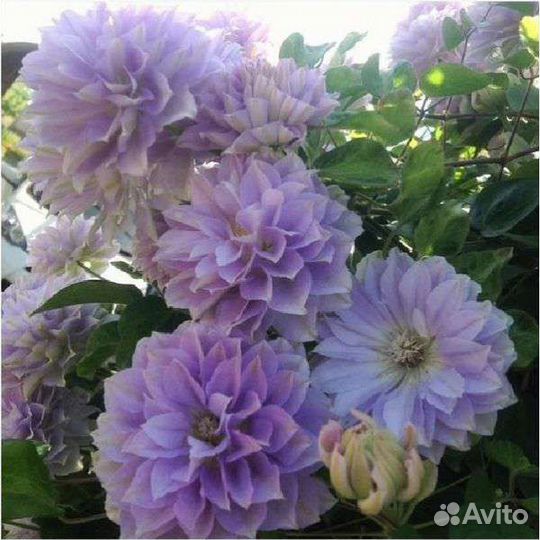 Клематис Ruriokoshi