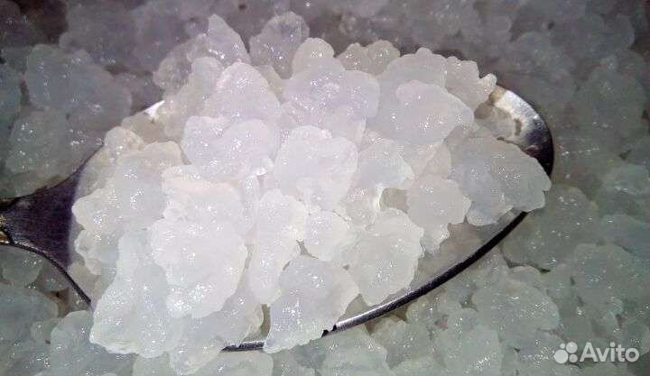 Гриб индийский морской рис