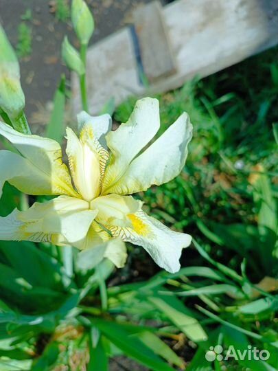 Ирисы бородатые сортовые