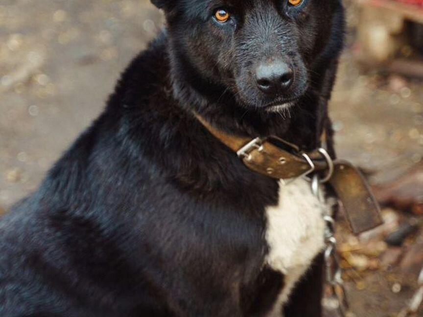 Собака из приюта