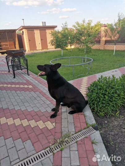 Кобель для вязки